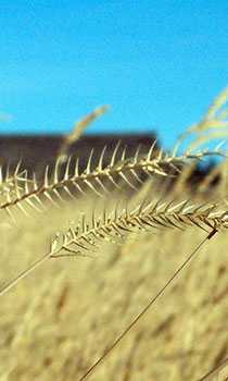 A close up of wheat stalks in the sun