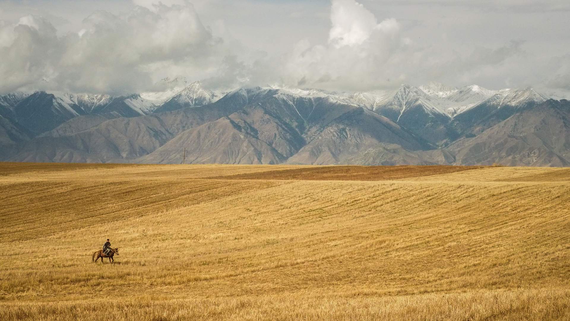 Rancher riding through wheat in Montana with Rocky mountains in background.